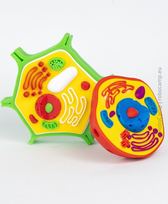 3D printed model for school: cell